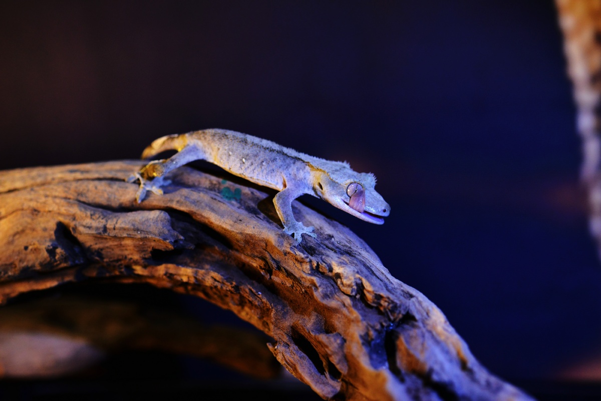 呆萌爬宠睫角守宫