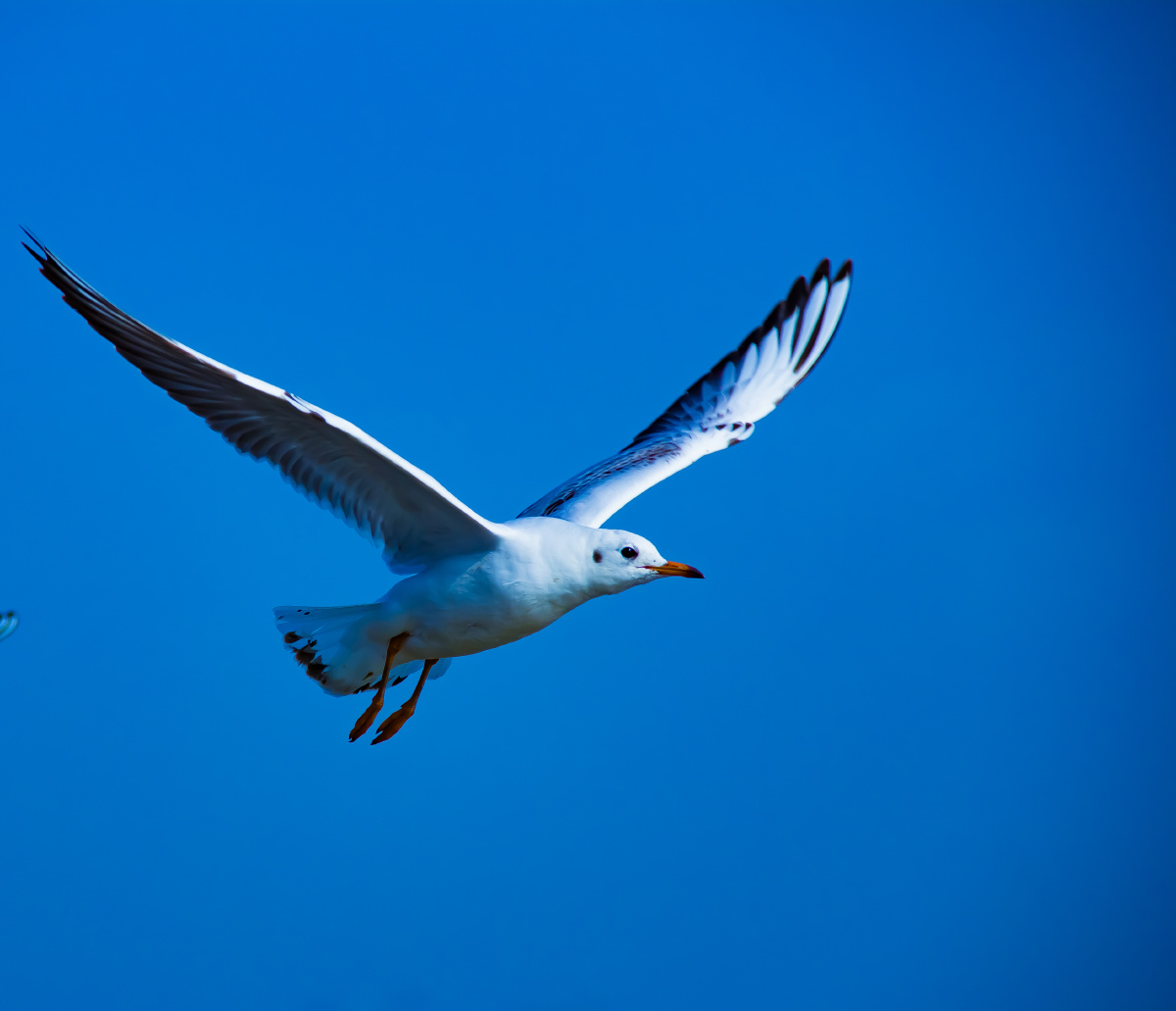 圳的海鸥展翅飞翔