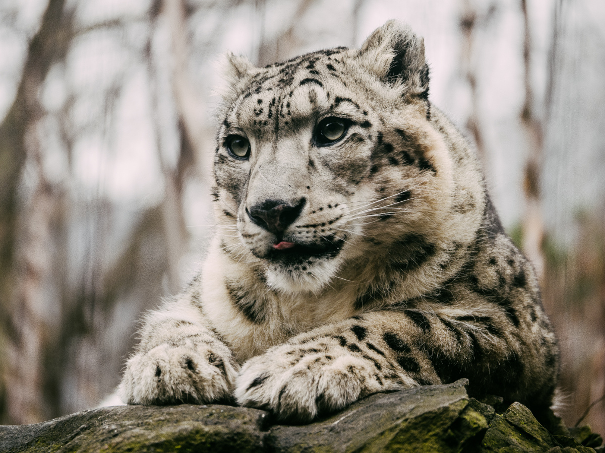 中央公园雪豹-3 - odysseyears - 图虫摄影网