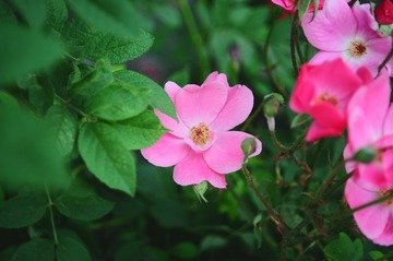 BSL_6060