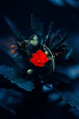 _SDI0067_1_