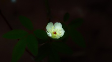 _SDI1144