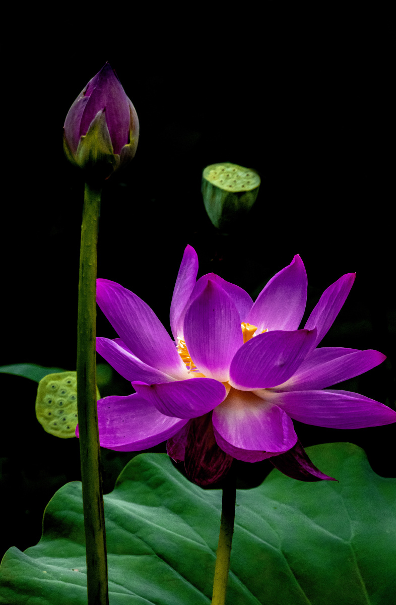 1/121双城老兵2020年8月4日405关注莲花中国水下摄影莲花花叶子canon