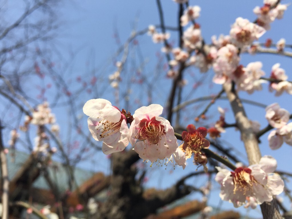 上海市静安区，静安雕塑公园
