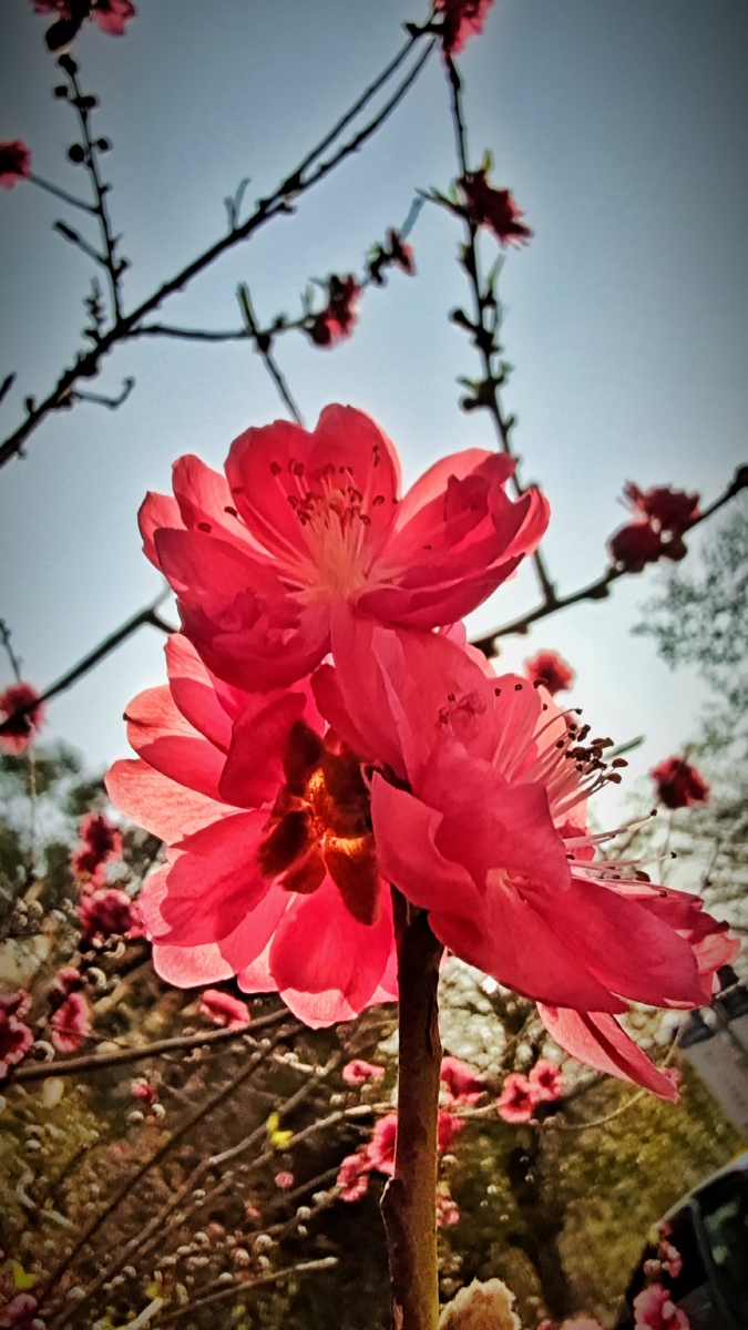 2021走一波桃花运