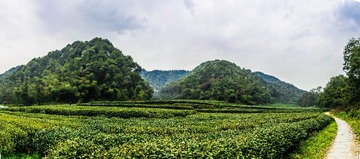 梅家坞茶园