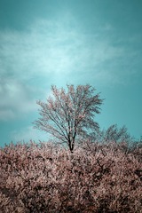 杏树