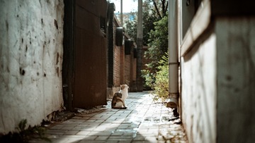 小巷里的猫