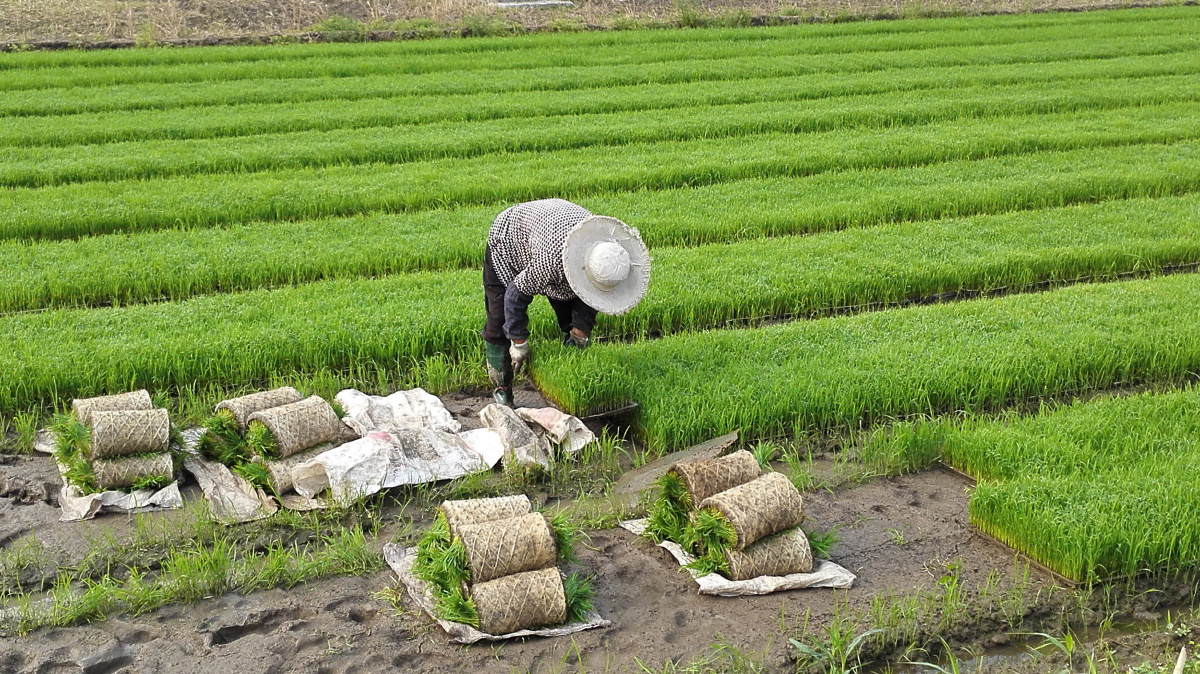 夏收夏种 - zyn视觉