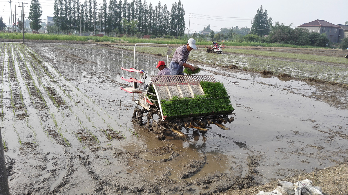 组照14 插秧机作业 br /> 2015年至6月14日,华为手机(huawei mt7-tl10