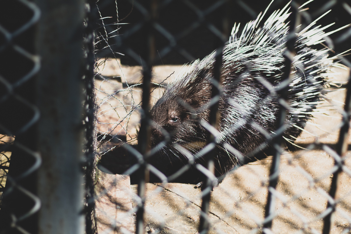 牢笼- 吾好梦中捉鳖 - 图虫