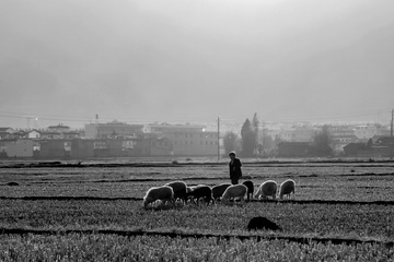 011  2008年1月，云南鹤庆，秀邑村，田间的牧羊人。因城市扩展，如今这里已修成公路。