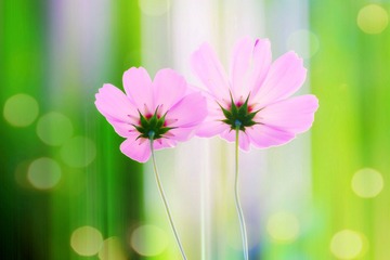 【三级佳作】 幸福花