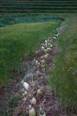 12、  2016.4.3  云南鹤庆，北长村，田间的萝卜。_
