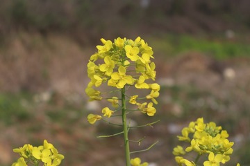 hIMG_0399