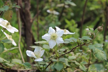 hIMG_0494