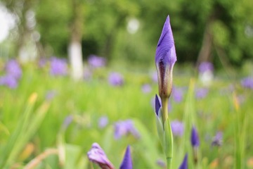IMG_0203-01