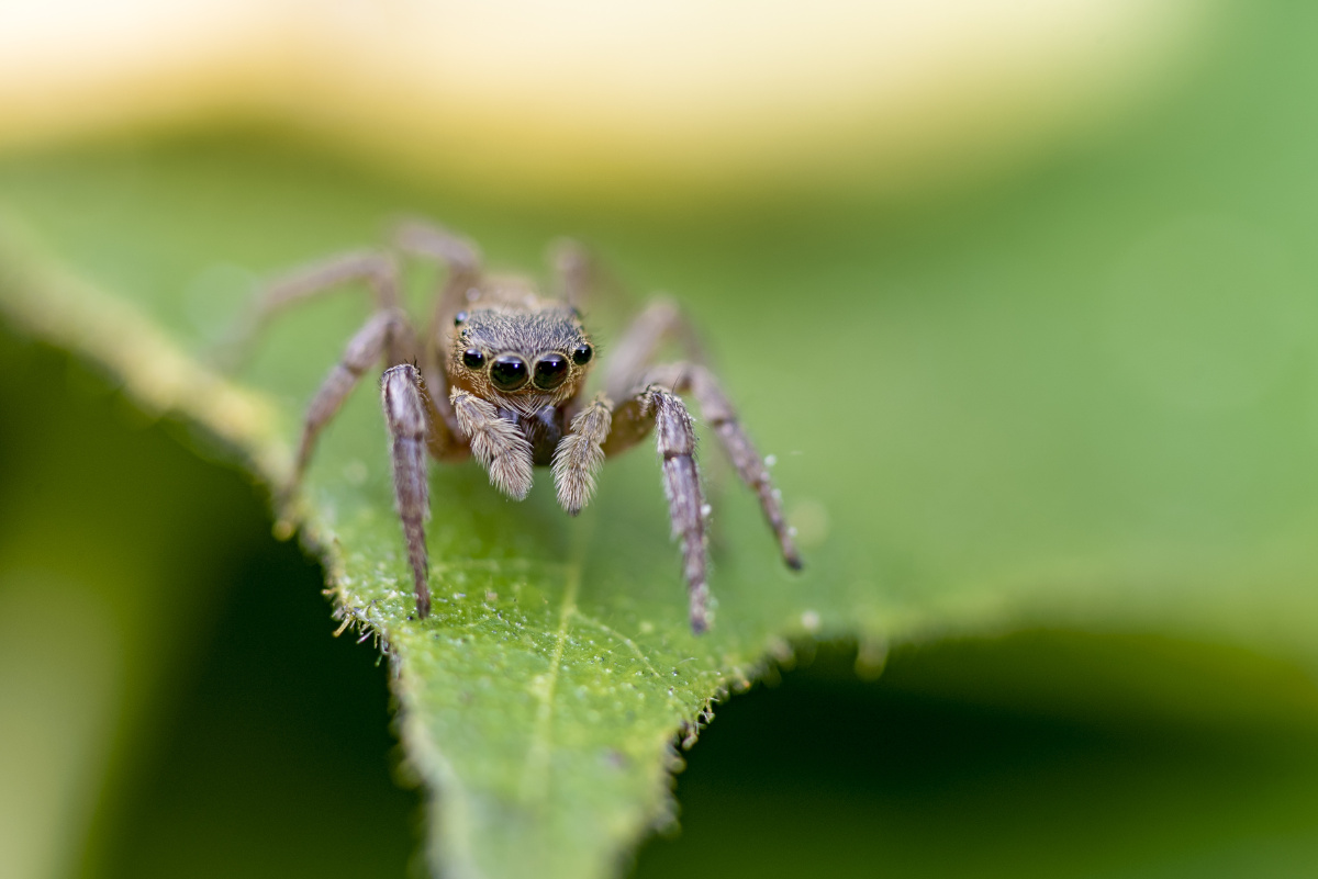 小跳蛛安德逊幼体
