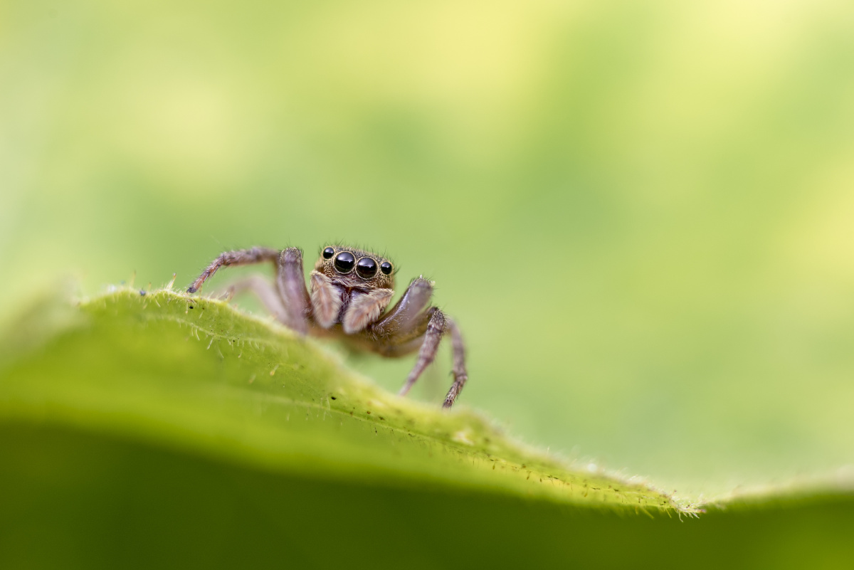 小跳蛛安德逊幼体
