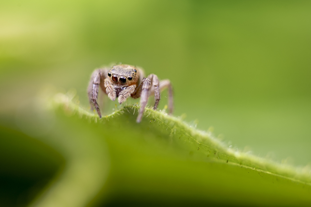 小跳蛛安德逊幼体