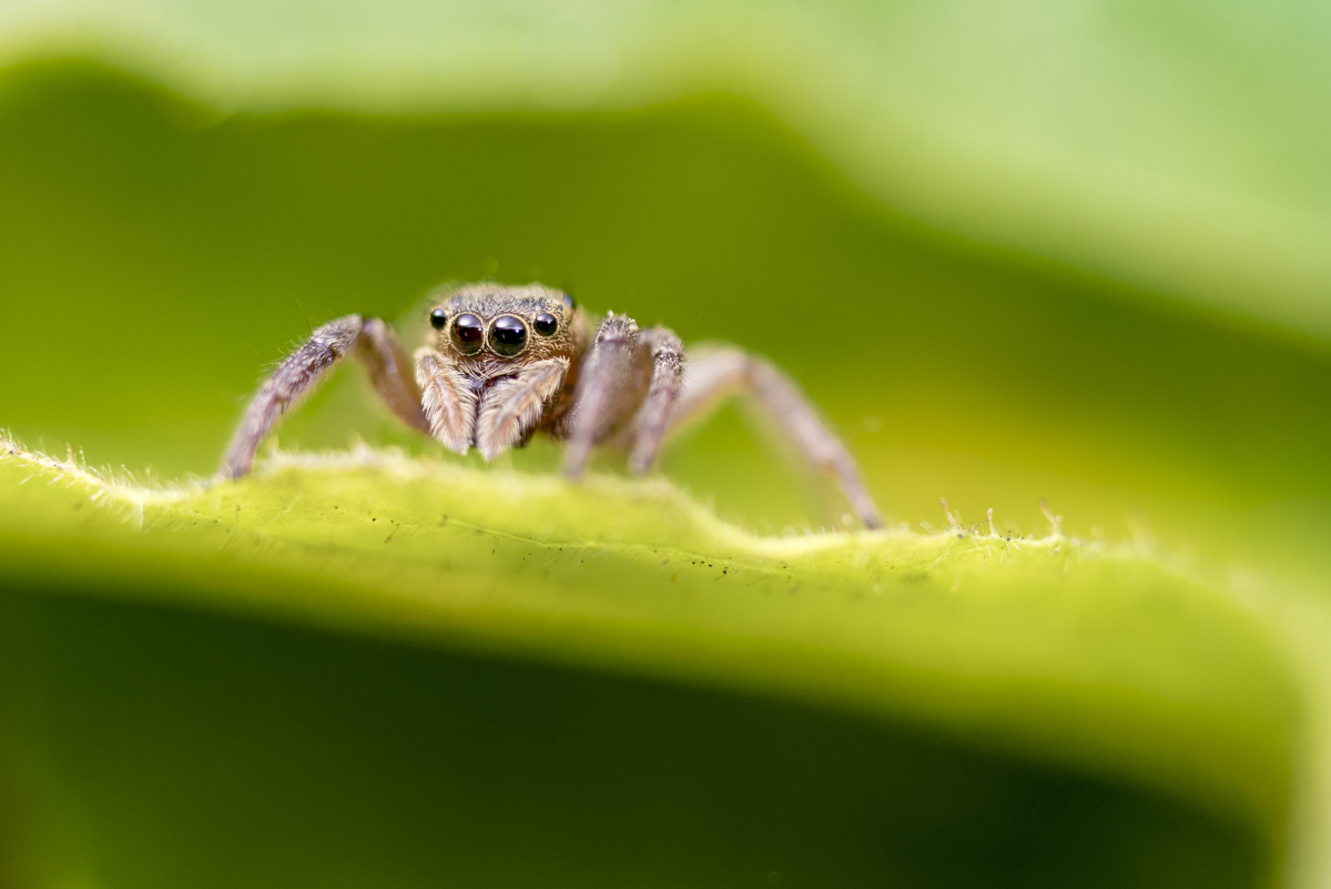 小跳蛛安德逊幼体