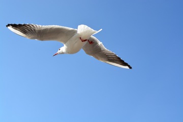 AAA_3006