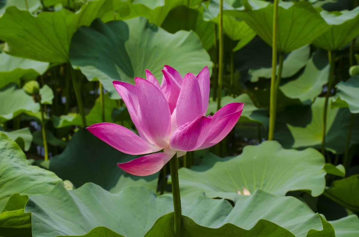 莲花 荷叶 耦合 池塘 荷花 莲花