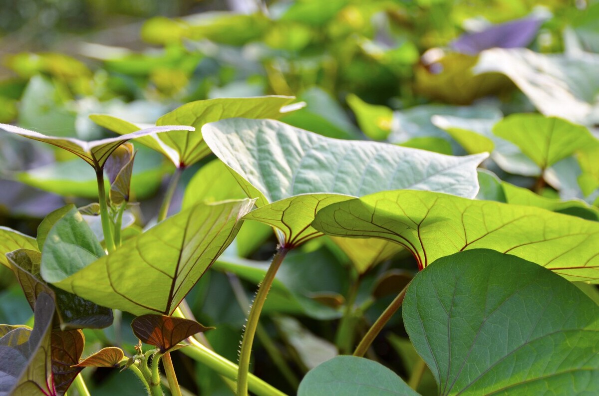 红薯叶 植物 蔬菜