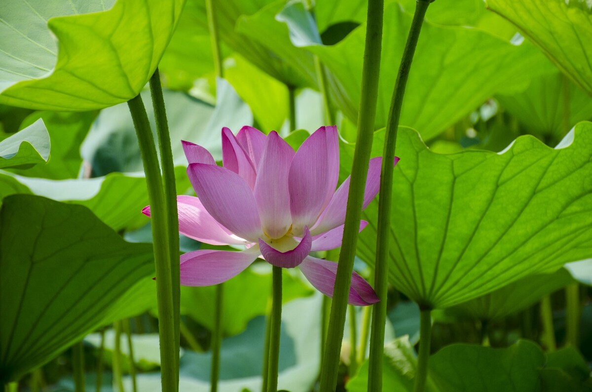 莲花 荷叶 耦合 池塘 荷花 莲花