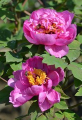 富贵花开0003