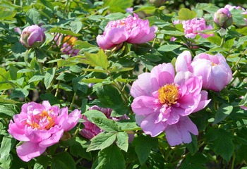 富贵花开0005