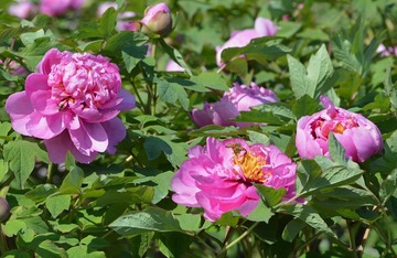 富贵花开0007