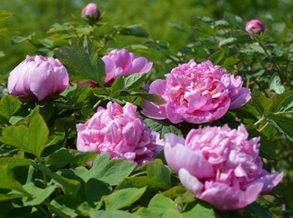 富贵花开0009