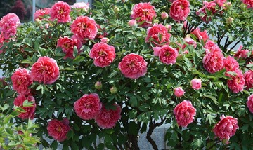 富贵花开0010