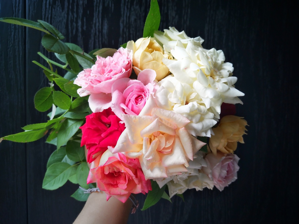 《剪一捧花》 心境开阔时 会觉得整个世界都值得被原谅 好似为了证明