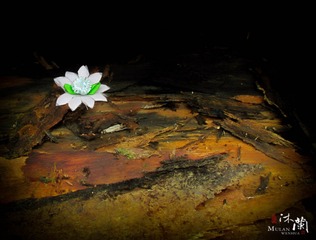 IMG_0116 (2)