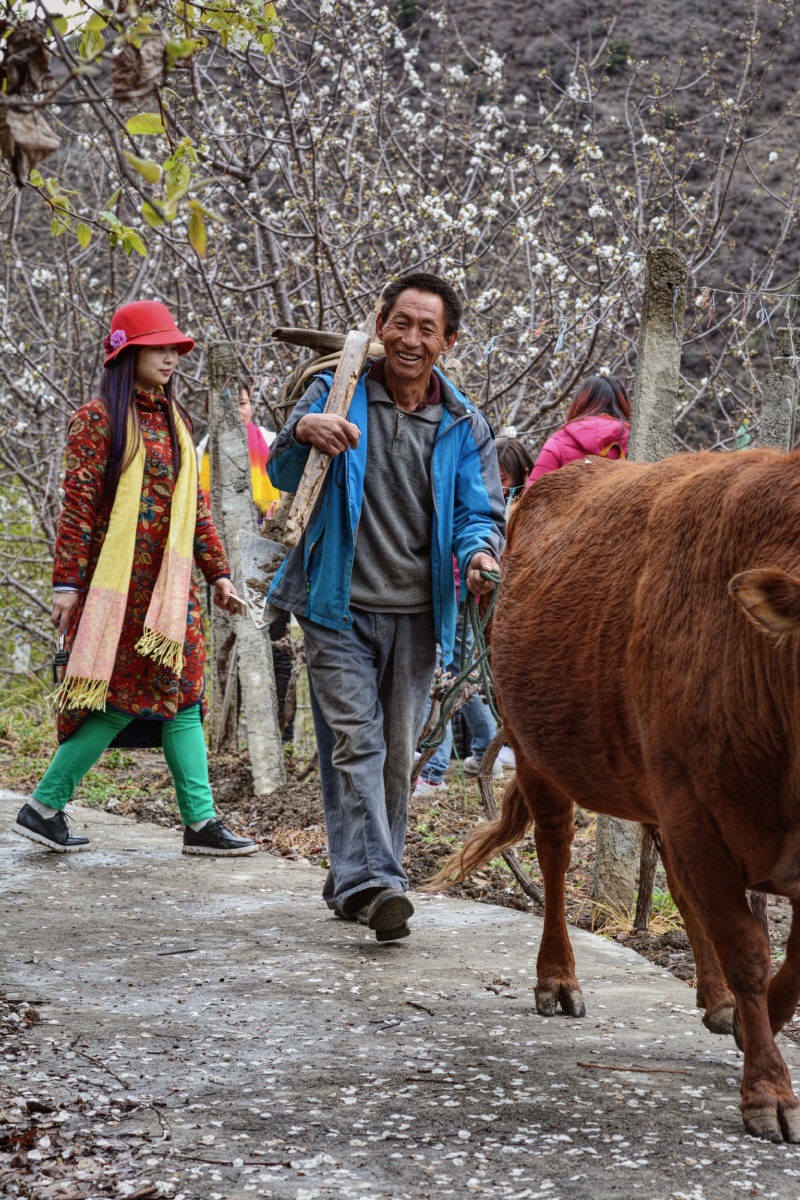欢乐的游客中一位路过的赶牛人