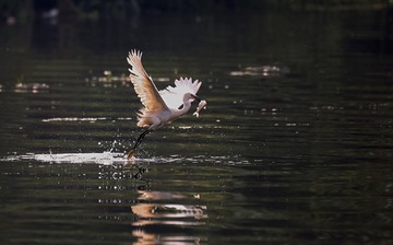 #适马睛典#-#适马150-600mm DG OS HSM Sports镜头#-《渔猎-2》