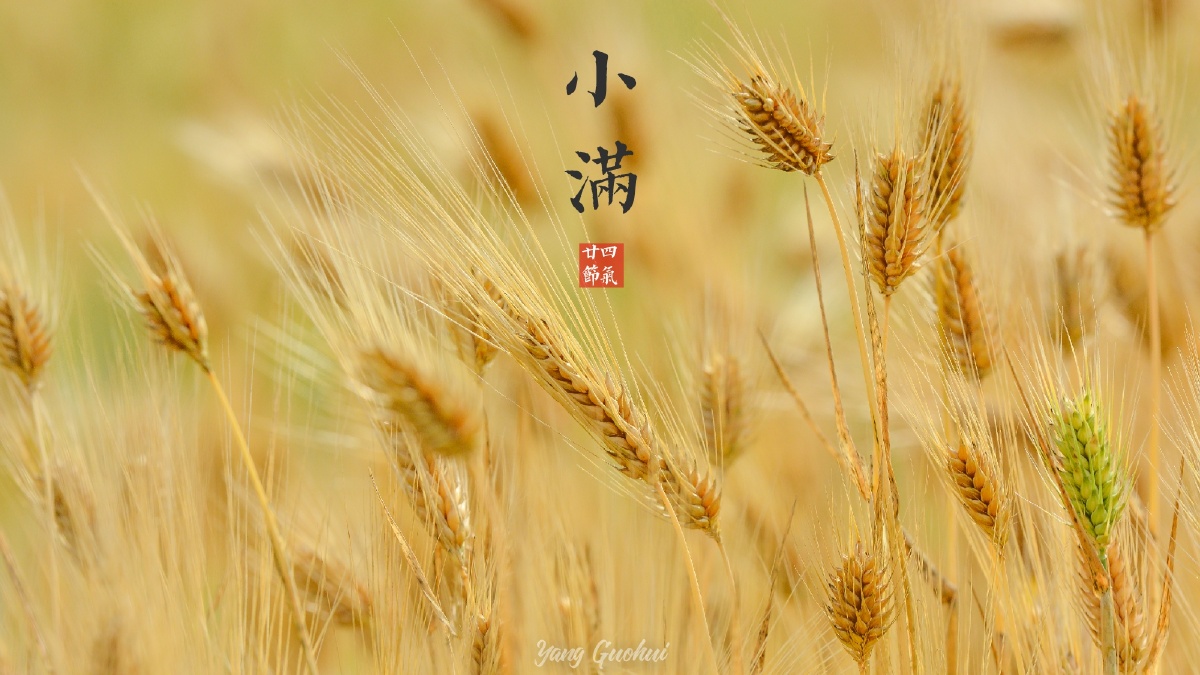 苦菜秀,蘼草死,麦秋至