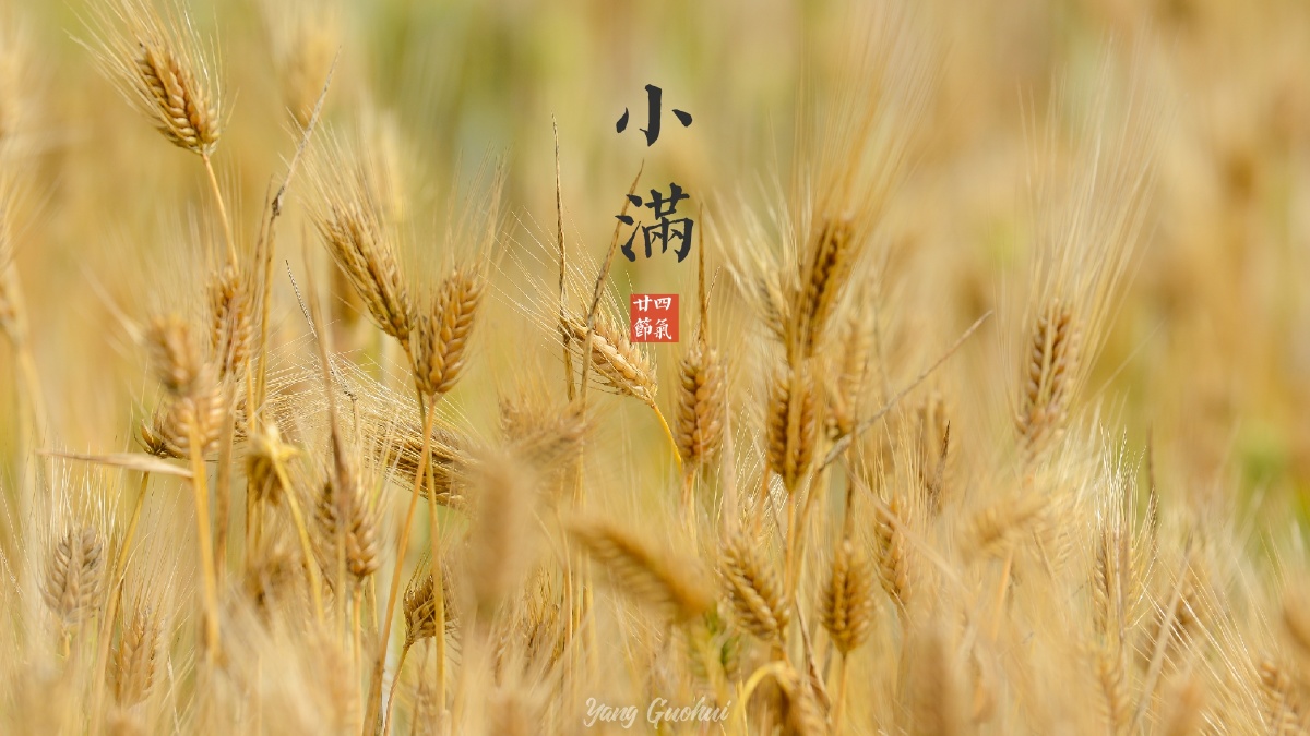 苦菜秀,蘼草死,麦秋至