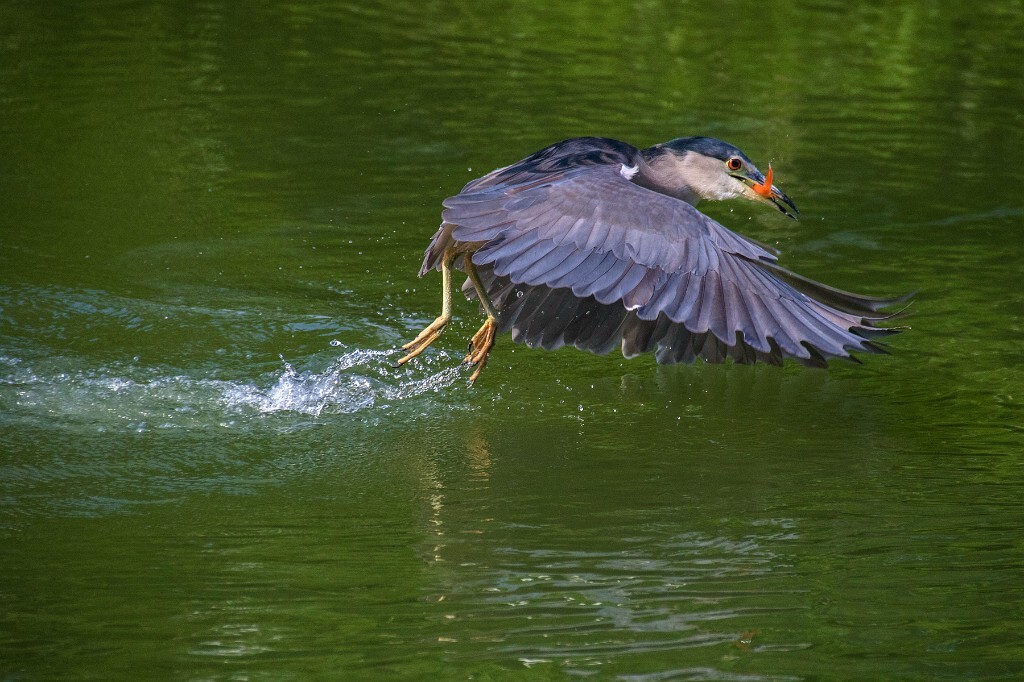 湖泊中捕食的灰鹭