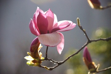 DSC_0081_.1jpg