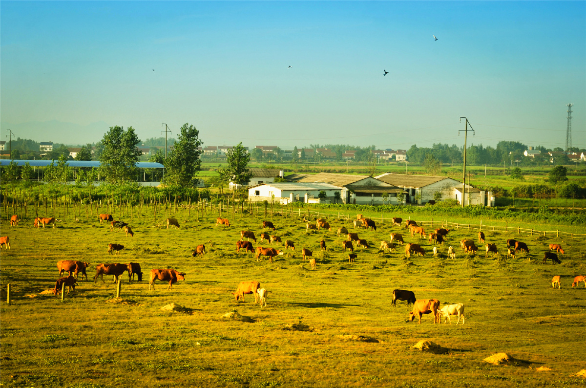 静静的牧场 - 风光, 色彩, 尼康 - 谢旺