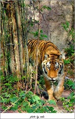 tiger