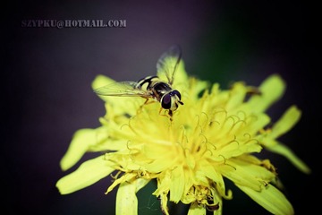 hover fly