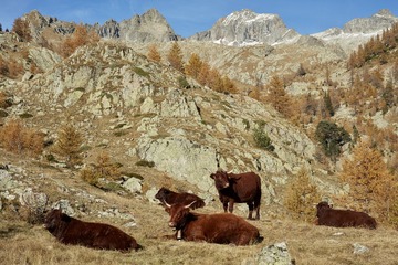 IMG_3729 copy.jpg