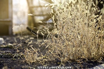IMG_0412 copy.jpg