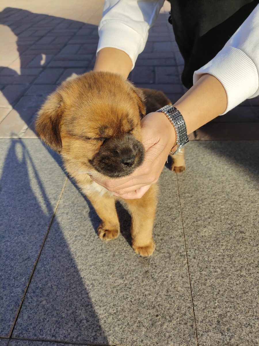 牙还没长齐的小黄毛