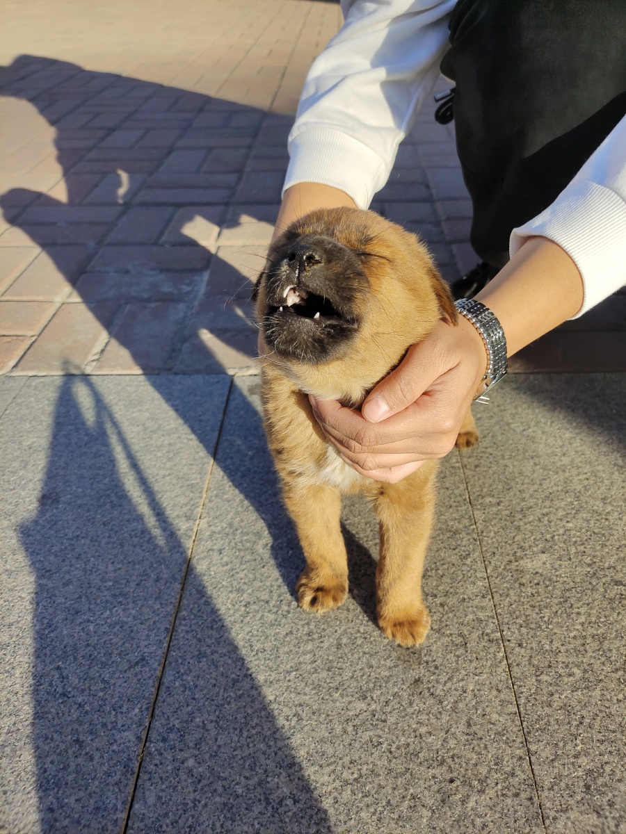 牙还没长齐的小黄毛