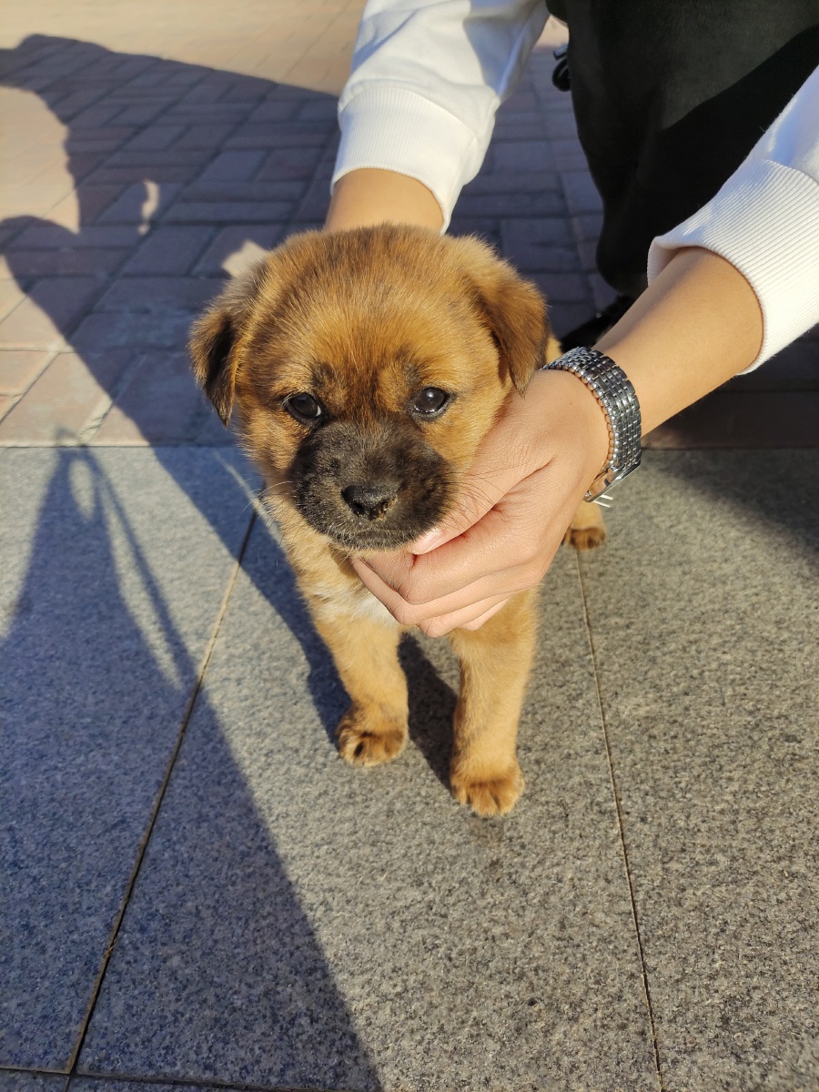 牙还没长齐的小黄毛